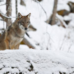 Les loups toujours protégés en France, mais pour combien de temps ?