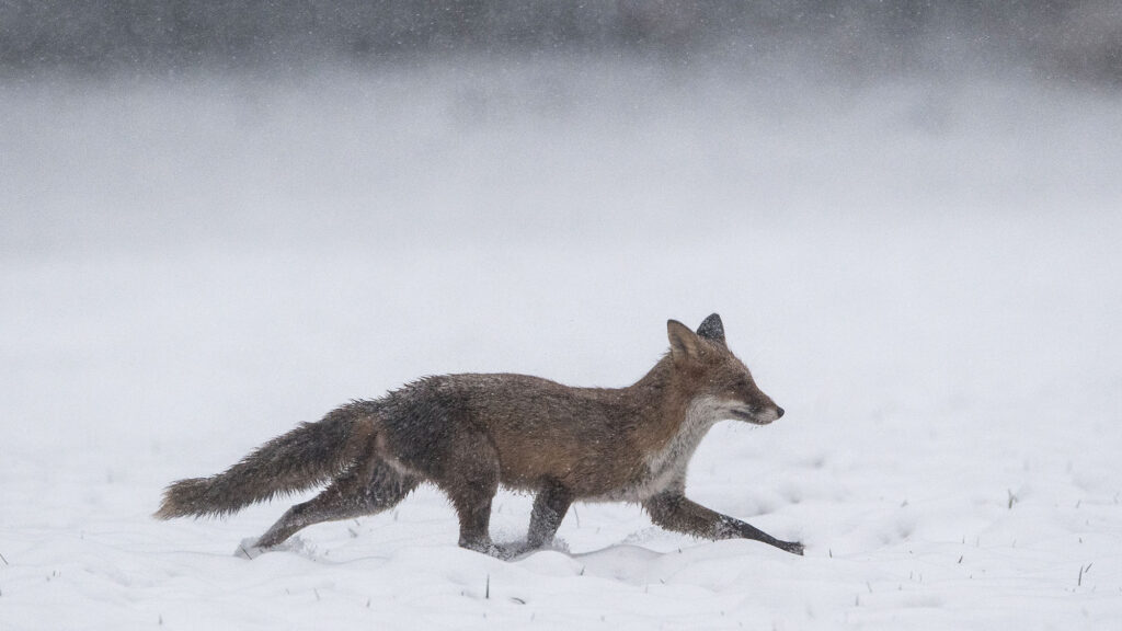 Renard : 20 associations demandent son retrait des "ESOD" en Poitou-Charentes