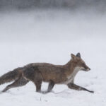 Renard : 20 associations demandent son retrait des "ESOD" en Poitou-Charentes