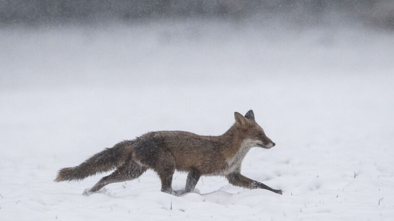 renard : 20 associations demandent son retrait des "esod" en poitou-charentes 8 Renard : 20 associations demandent son retrait des "ESOD" en Poitou-Charentes