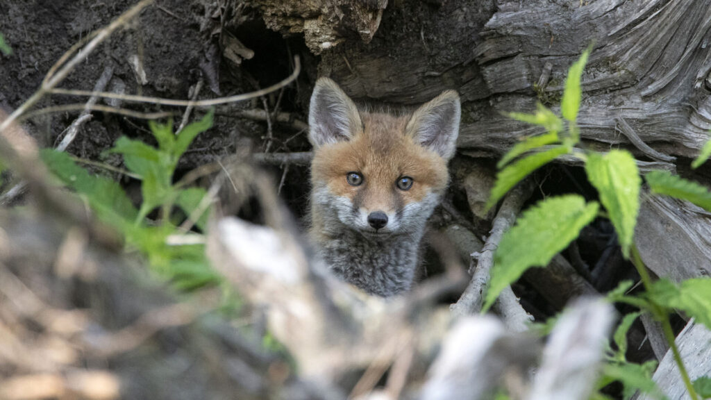 Renards : un député macroniste demande leur retrait de la liste ESOD !