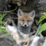 Renards : un député macroniste demande leur retrait de la liste ESOD !