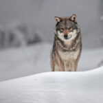 Le magazine "Goupil" n°164 de l'ASPAS est arrivé !