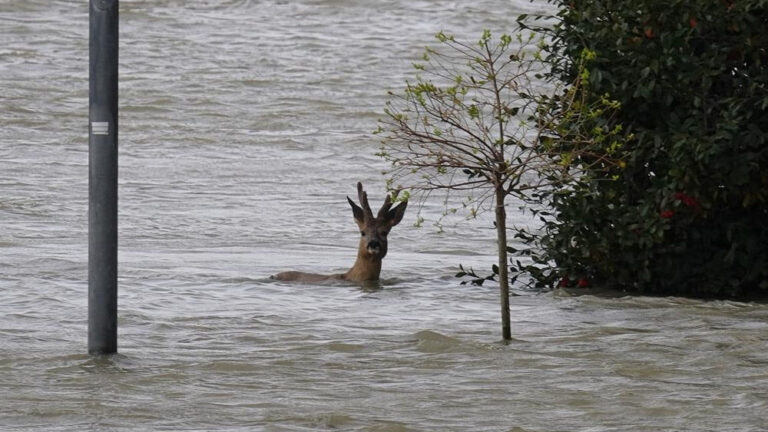 crues : les préfets peuvent décider d'aider les animaux sauvages 2 Crues : les préfets peuvent décider d'aider les animaux sauvages