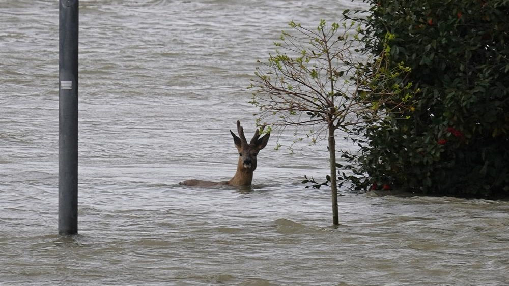 Crues : les préfets peuvent décider d'aider les animaux sauvages
