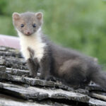 L'Académie vétérinaire de France critique la liste "ESOD"