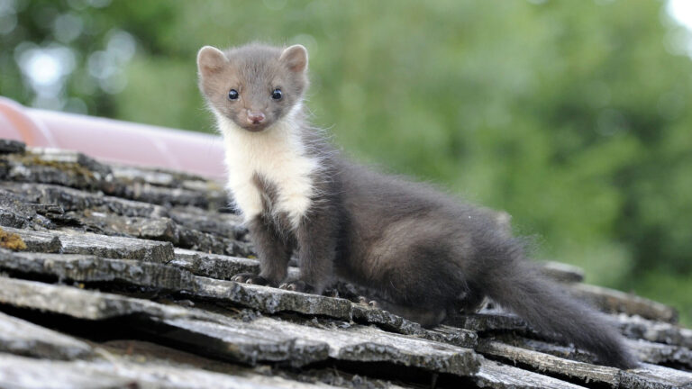 l'académie vétérinaire de france critique la liste "esod" 1 L'Académie vétérinaire de France critique la liste "ESOD"