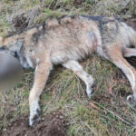 Loup tué par un chasseur dans le Cantal : l’ASPAS déposera plainte ! 