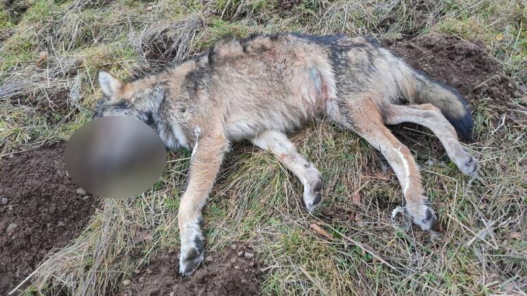 Loup tué par un chasseur dans le Cantal : l’ASPAS déposera plainte ! 