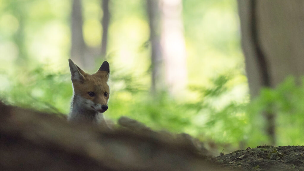 En Normandie, un nouveau collectif pour défendre les renards
