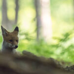 En Normandie, un nouveau collectif pour défendre les renards