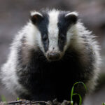 Consultations publiques : NON au déterrage des blaireaux !