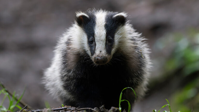 Consultations publiques : NON au déterrage des blaireaux !