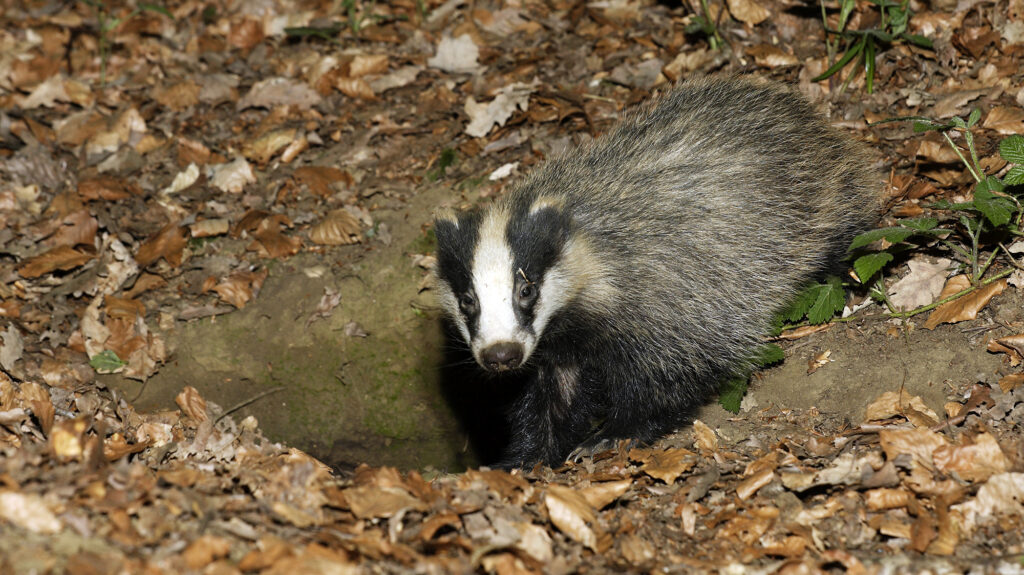 Blaireaux déterrés à la tractopelle : l’ASPAS déposera plainte contre la Coordination rurale 87 ! 
