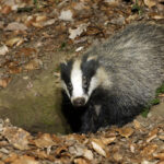 Blaireaux déterrés à la tractopelle : l’ASPAS déposera plainte contre la Coordination rurale 87 ! 