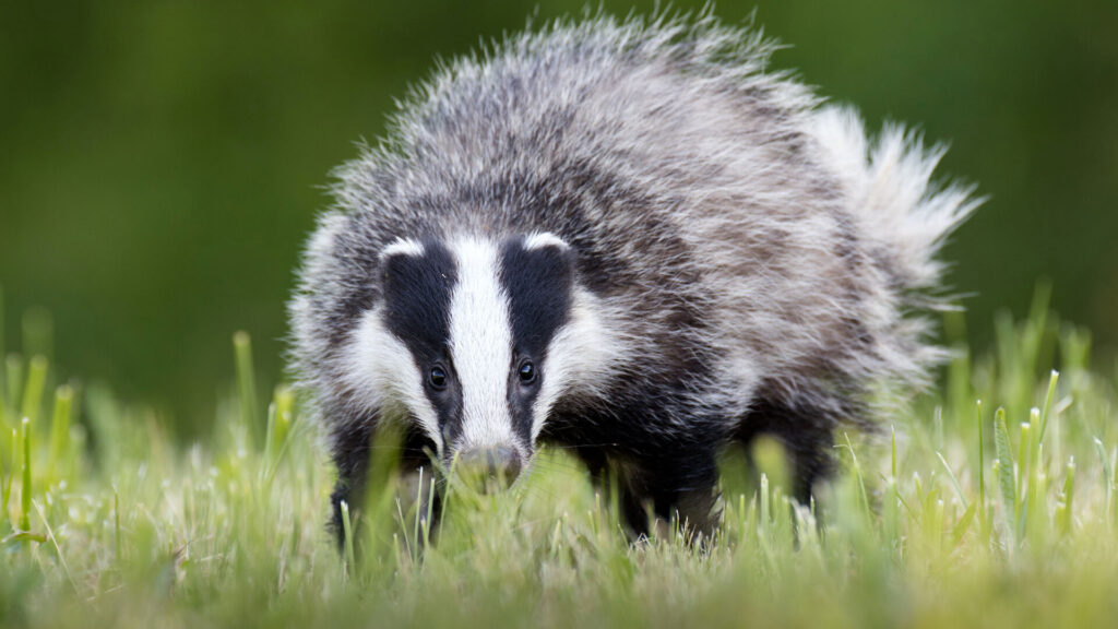 Le 15 mai, c'est la Journée mondiale des blaireaux !