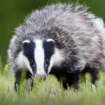 Le 15 mai, c'est la Journée mondiale des blaireaux !