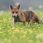 Le massacre des “ESOD” coûte plus cher que les dégâts qu’on leur impute ! 