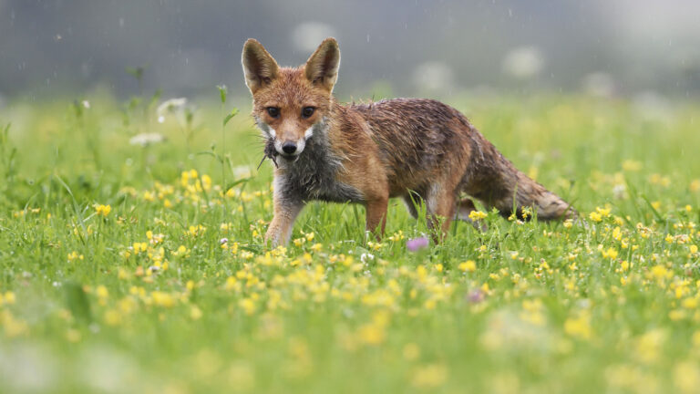 Le massacre des “ESOD” coûte plus cher que les dégâts qu’on leur impute ! 