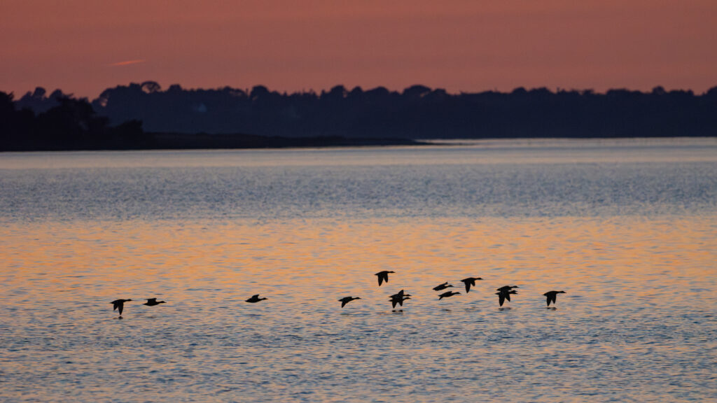 Victoire contre la chasse dans le Golfe du Morbihan !