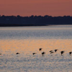 Victoire contre la chasse dans le Golfe du Morbihan !