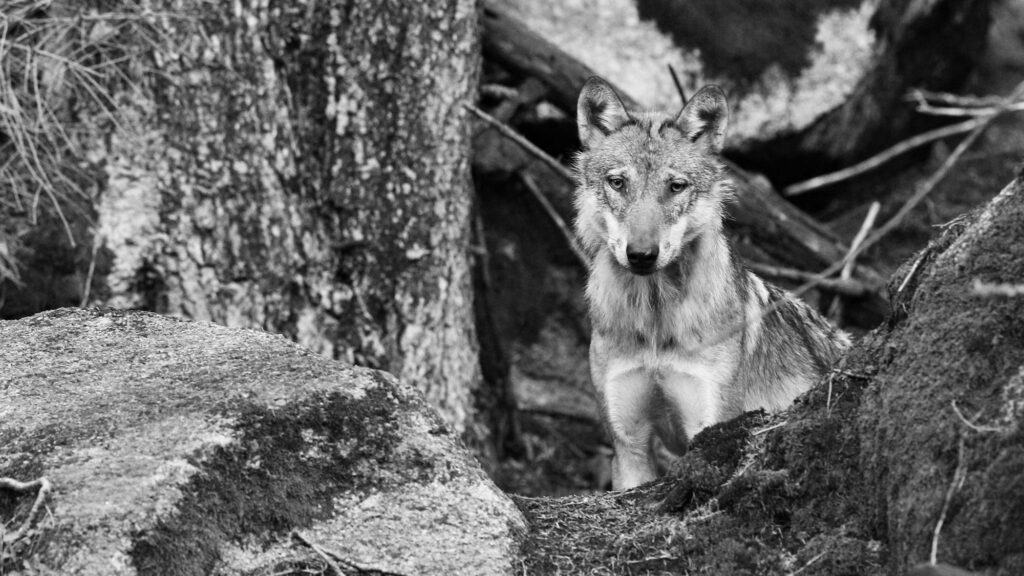 Tirs de loups : la situation s’aggrave à partir du 1er avril 2026 ! 