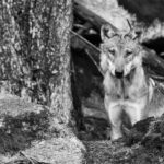 Tirs de loups : la situation s’aggrave à partir du 1er avril 2026 ! 