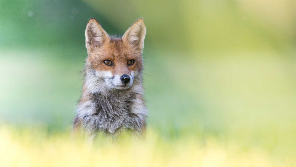 Votez pour l'ASPAS et faites grandir notre combat !