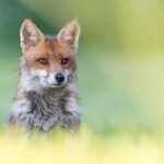 Votez pour l'ASPAS et faites grandir notre combat !