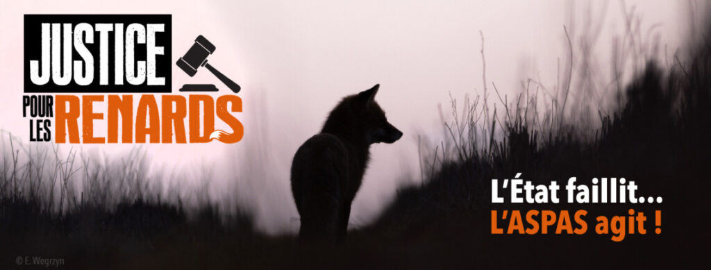 justice pour les renards : l'état faillit, l'aspas agit ! 1 Justice pour les renards : l'État faillit, l'ASPAS agit !