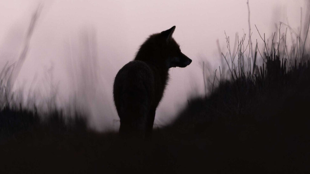 Justice pour les renards : l'État faillit, l'ASPAS agit !