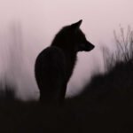 Justice pour les renards : l'État faillit, l'ASPAS agit !