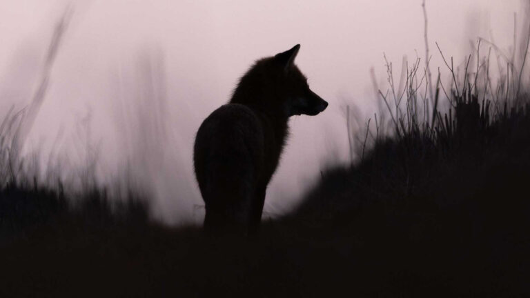 Justice pour les renards : l'État faillit, l'ASPAS agit !