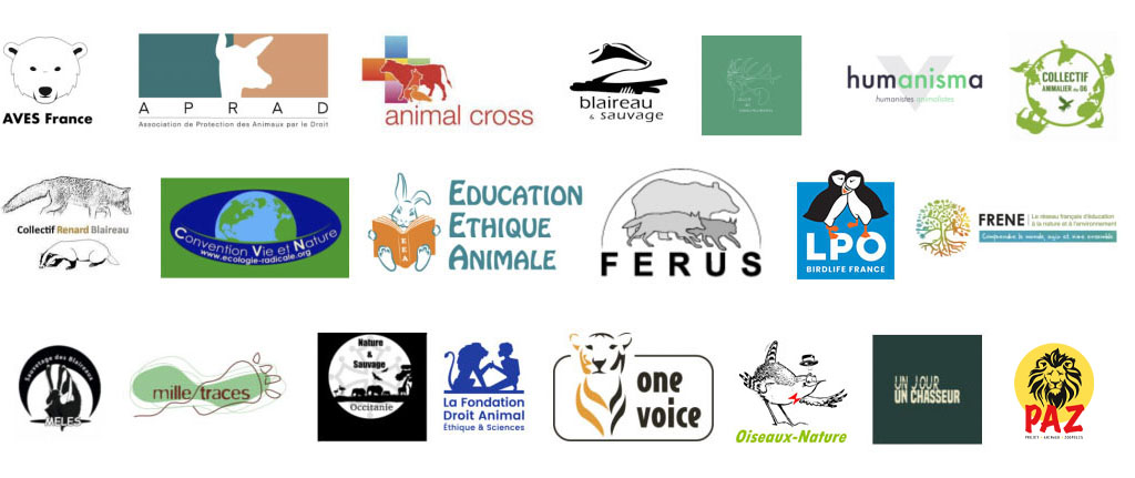 Le 15 mai, c’est la Journée mondiale des blaireaux !  