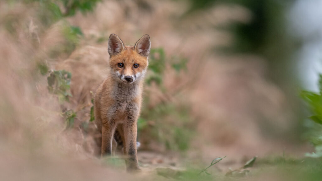L’État faillit, l’ASPAS agit : lancement d’une action inédite pour les renards !