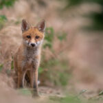 L’État faillit, l’ASPAS agit : lancement d’une action inédite pour les renards !