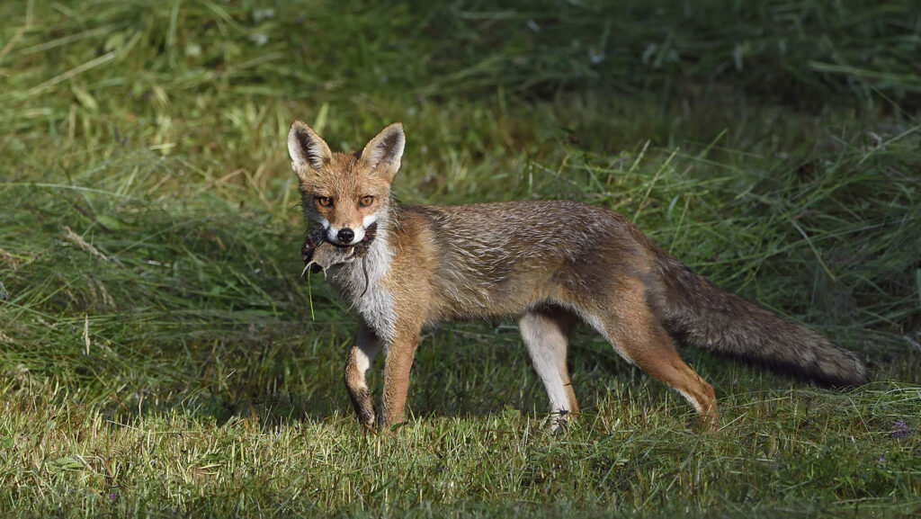 La science au secours des renards