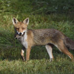 La science au secours des renards