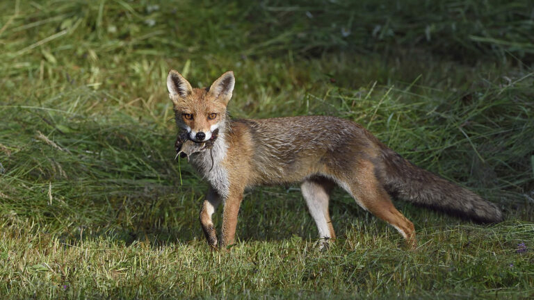 la science au secours des renards 1 La science au secours des renards
