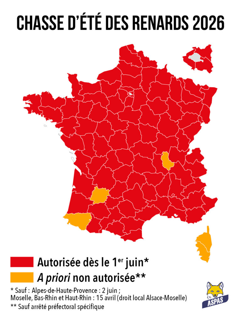 CARTE – Ces départements qui autorisent la chasse aux renards dès le 1er juin... 