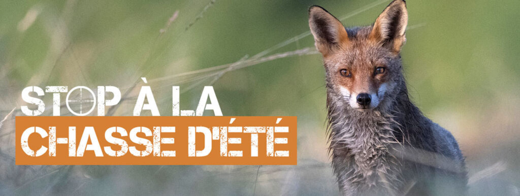 CARTE – Ces départements qui autorisent la chasse aux renards dès le 1er juin... 