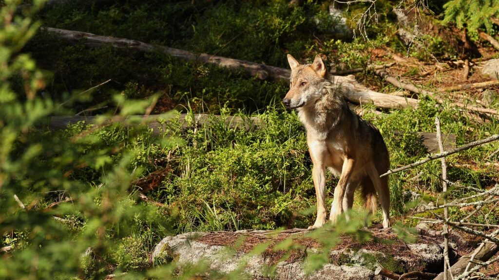 L’ASPAS défend les loups contre le projet de loi d’urgence agricole !