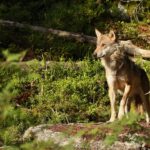 L’ASPAS défend les loups contre le projet de loi d’urgence agricole !