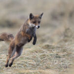 CARTE – Ces départements qui autorisent la chasse aux renards dès le 1er juin... 