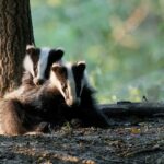 Succès incroyable de la cagnotte spéciale pour le mois des blaireaux !
