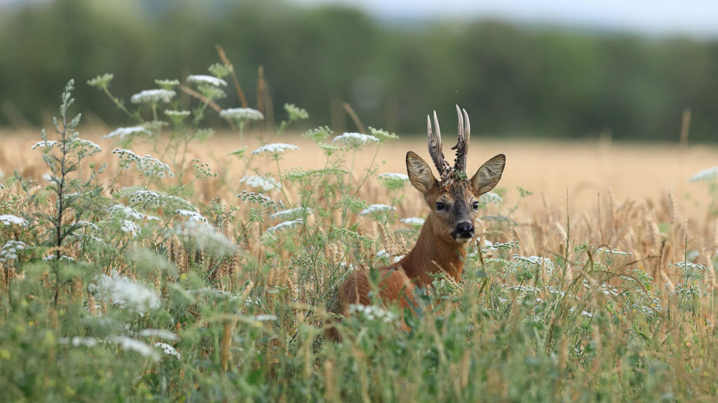 Les animaux aussi souffrent de la canicule... STOP à la chasse d’été !!  