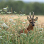 Les animaux aussi souffrent de la canicule... STOP à la chasse d’été !!  