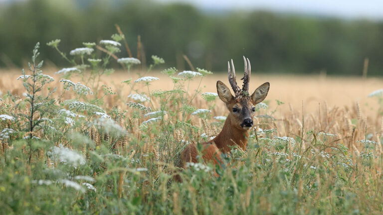 les animaux aussi souffrent de la canicule... stop à la chasse d’été !! 1 Les animaux aussi souffrent de la canicule... STOP à la chasse d’été !!