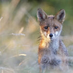 Des chasseurs gracient un renard... pour mieux massacrer l’espèce entière