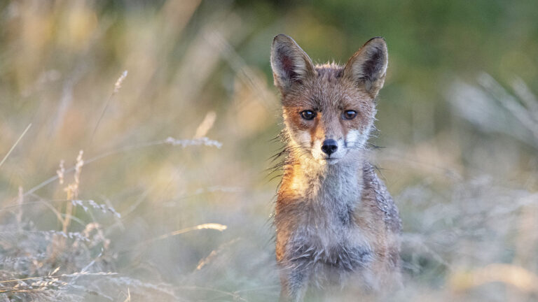 des chasseurs gracient un renard... pour mieux massacrer l’espèce entière 5 Des chasseurs gracient un renard... pour mieux massacrer l’espèce entière